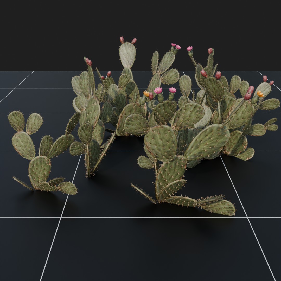 Prickly Pear Cactus